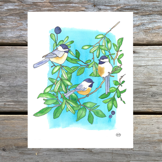 Willow Chickadee