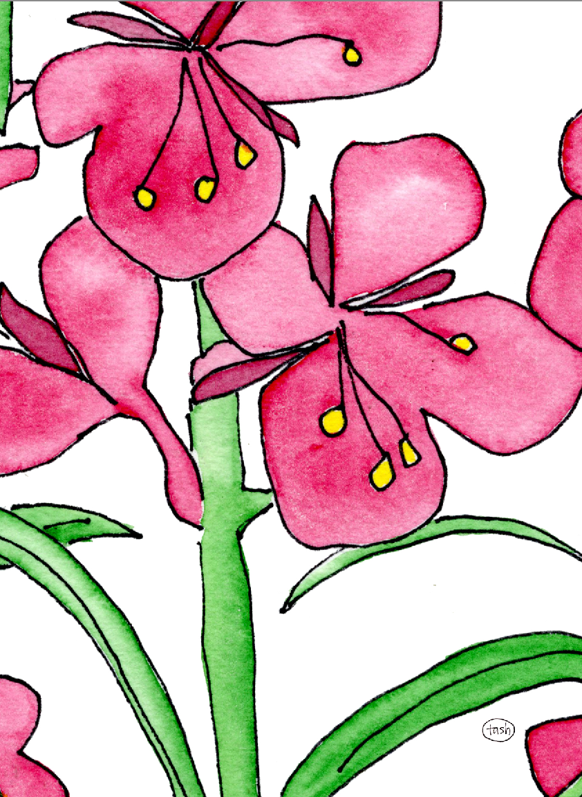 Giant Fireweed Note Card