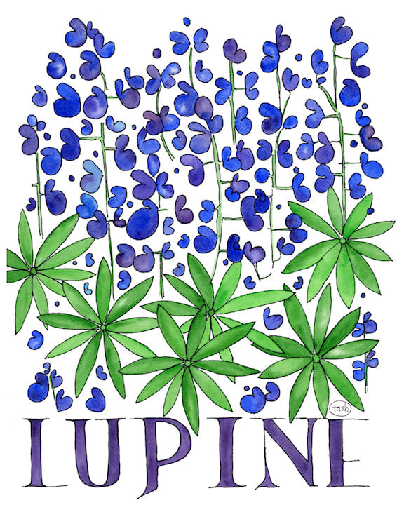Lupine Watercolor (with text) Art Print