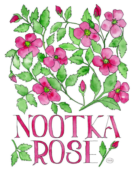 Nootka Rose Watercolor (with text) Art Print
